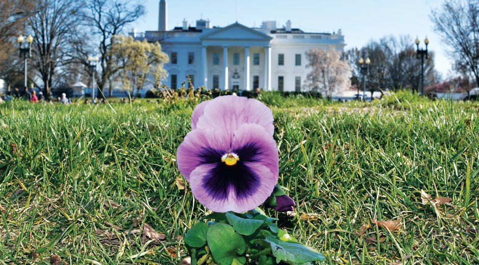 pansy-planting-selection (2)